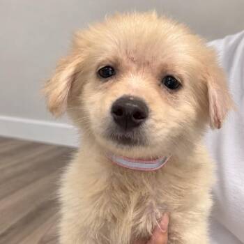 Bitty -  Pomeranian and Shih Tzu Dog for Adoption in Tampa, Florida - Bitty | PetCurious