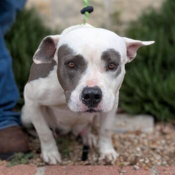Ivory -  Pit Bull Terrier and Mixed Breed Dog for Adoption in Buchanan Dam, Texas - Ivory | PetCurious