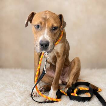 Mariah -  Pit Bull Terrier Dog for Adoption in East St. Louis, Illinois - Mariah | PetCurious