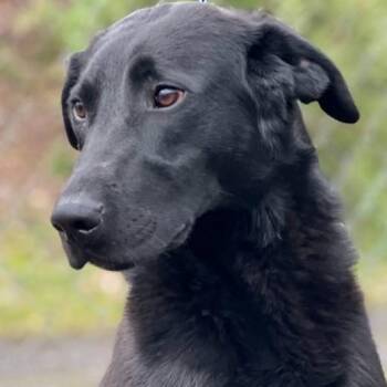 Rescue Shepherd Dogs for Adoption in Fairfax, Virginia - Fetch | PetCurious