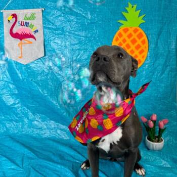 Pit Bull Terrier and Mixed Breed Dogs Available for Adoption in Fresno, California - Blossom | PetCurious