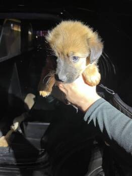 German Shepherd Dog and Mixed Breed Dogs Available for Adoption in Doral, Florida - SHEP | PetCurious