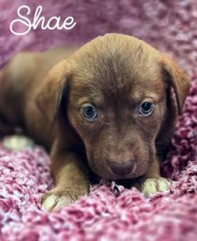 Shae -  Shepherd and Mixed Breed Dog for Adoption in Kansas City, Missouri - Shae | PetCurious