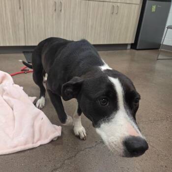 Petunia -  Mixed Breed Dog for Adoption in Chattanooga, Tennessee - Petunia | PetCurious