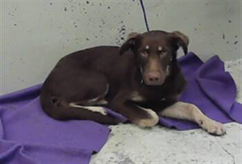 WESLEY -  German Shepherd Dog and Mixed Breed Dog for Adoption in Houston, Texas - WESLEY | PetCurious