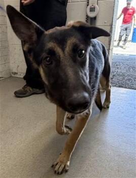 STAR -  German Shepherd Dog Dog for Adoption in San Bernardino, California - STAR | PetCurious