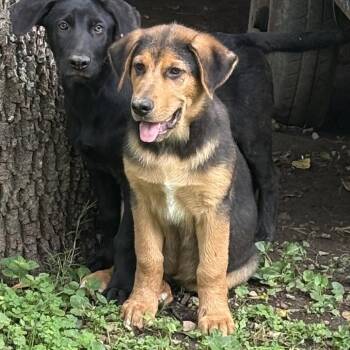 Gloriosa -  Shepherd Dog for Adoption in Springboro, Ohio - Gloriosa | PetCurious