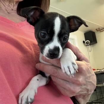 Judy, Joy, and Jessi -  Boston Terrier and Chihuahua Dog for Adoption in Sudbury, Massachusetts - Judy, Joy, And Jessi | PetCurious