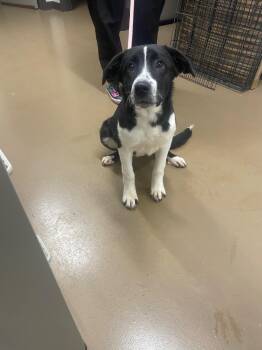 Collie Dogs Available for Adoption - Holly | PetCurious