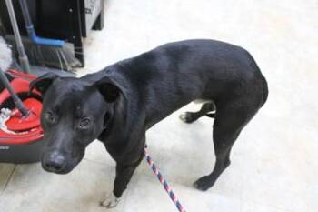 Terrier and Mixed Breed Dogs Available for Adoption in Picayune, Mississippi - Charming | PetCurious