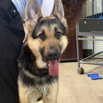 German Shepherd Dog Dogs Available for Adoption in Waldorf, Maryland - Timmy | PetCurious