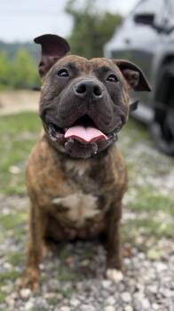 Molly -  American Bully Dog for Adoption in Mckeesport, Pennsylvania - Molly | PetCurious