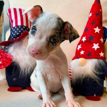 Harper -  Chihuahua Dog for Adoption in Lutz, Florida - Harper | PetCurious