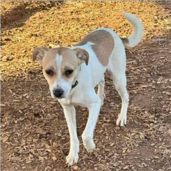 Jack Russell Terrier and Mixed Breed Dogs Available for Adoption - Yoda | PetCurious