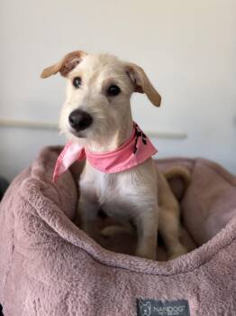 Sienna -  Border Terrier and Chihuahua Dog for Adoption in Poway, California - Sienna | PetCurious