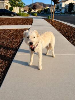 Ginger- Adopt Me! -  Terrier Dog for Adoption in Lake Forest, California - Ginger- Adopt Me! | PetCurious