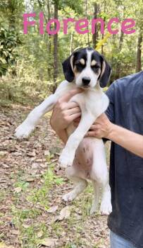 Beagle Dogs Available for Adoption in Semmes, Alabama - Florence | PetCurious
