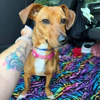 Tula -  Mixed Breed Dog for Adoption in Jeffersonville, Indiana - Tula | PetCurious