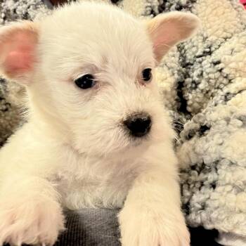 Australian Cattle Dog Blue Heeler Dogs Available for Adoption in Sonoma, California - Bingo | PetCurious