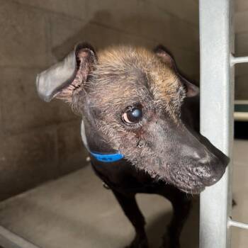 Bradley -  Xoloitzcuintli Mexican Hairless Dog for Adoption in Yuma, Arizona - Bradley | PetCurious