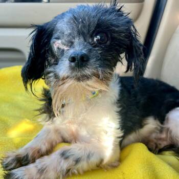 Pappy Van Winkle -  Shih Tzu and Mixed Breed Dog for Adoption in Chicago, Illinois - Pappy Van Winkle | PetCurious