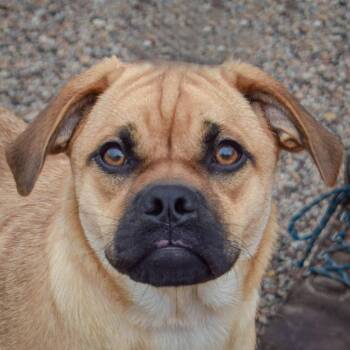 Mocha -  Yellow Labrador Retriever and Pug Dog for Adoption in Huntley, Illinois - Mocha | PetCurious