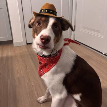 Tobi - COURTESY LISTING -  Australian Shepherd and Border Collie Dog for Adoption in Newport, Washington - Tobi - COURTESY LISTING | PetCurious