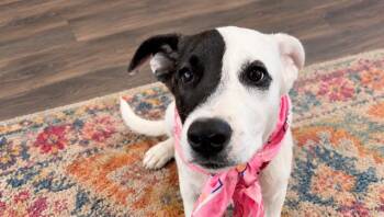 Poppy Petals Sweetheart -  Cattle Dog and Great Pyrenees Dog for Adoption in Friendswood, Texas - Poppy Petals Sweetheart | PetCurious