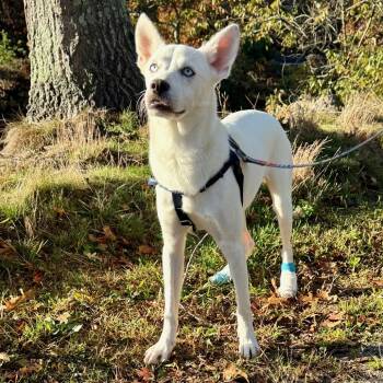 Rescue Husky Dogs for Adoption in East Hampton, New York - Spark | PetCurious