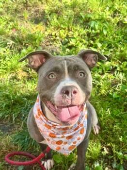 Lunaria -  Pit Bull Terrier Dog for Adoption in Chicago, Illinois - Lunaria | PetCurious