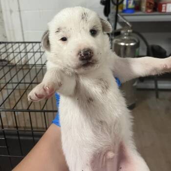 Prince -  Spitz and Mixed Breed Dog for Adoption in Edinburg, Texas - Prince | PetCurious