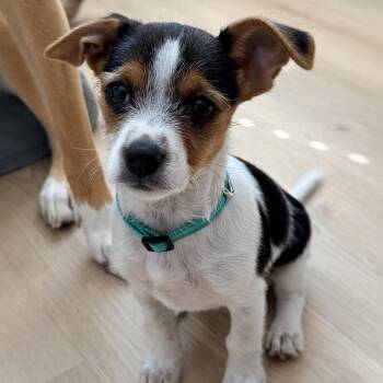 Brunson -  Terrier Dog for Adoption in Charlotte, North Carolina - Brunson | PetCurious