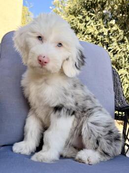 Cymber -  Aussiedoodle and Sheepadoodle Dog for Adoption in Ontario, California - Cymber | PetCurious