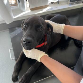Skor -  Doberman Pinscher and Terrier Dog for Adoption in Austin, Texas - Skor | PetCurious