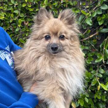 Pomeranian Dogs Available for Adoption in Goleta, California - Shiloh | PetCurious