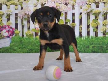 Rottweiler and Mixed Breed Dogs Available for Adoption - PIE | PetCurious