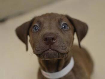 Winterburn -  Pit Bull Terrier and Mixed Breed Dog for Adoption in Portland, Oregon - Winterburn | PetCurious
