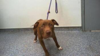 A1268809 -  Pit Bull Terrier and Mixed Breed Dog for Adoption in Charlotte, North Carolina - A1268809 | PetCurious