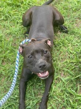 ROBIN -  Pit Bull Terrier Dog for Adoption - ROBIN | PetCurious