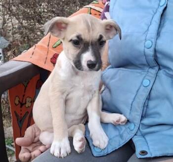 Terrier Dogs Available for Adoption - Blair | PetCurious