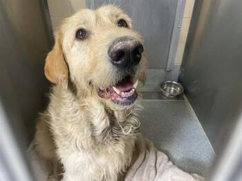 Irish Wolfhound and Golden Retriever Dogs Available for Adoption - DOUGAL | PetCurious