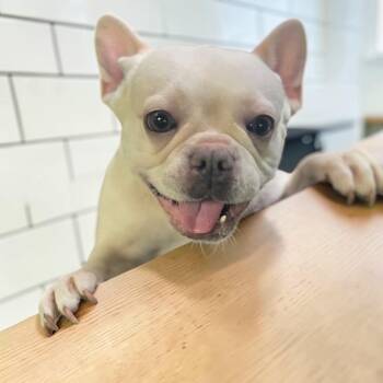 French Bulldog Dogs Available for Adoption - Nala | PetCurious