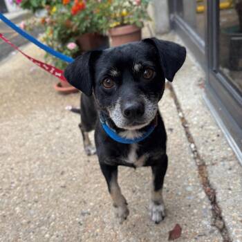 Ace -  Chihuahua and Dachshund Dog for Adoption in Westhampton, New York - Ace | PetCurious
