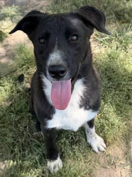 Border Collie Dogs Available for Adoption in Calera, Alabama - Todd | PetCurious