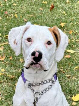 Rescue Hound and Pit Bull Terrier Dogs for Adoption in Racine, Wisconsin - Maxey | PetCurious