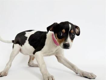 Pit Bull Terrier Dogs Available for Adoption - COSMOS | PetCurious