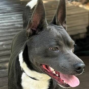 Rescue Australian Kelpie and Mixed Breed Dogs for Adoption in Pass Christian, Mississippi - Boris | PetCurious