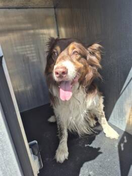 WRANGLER -  Border Collie Dog for Adoption in San Antonio, Texas - WRANGLER | PetCurious