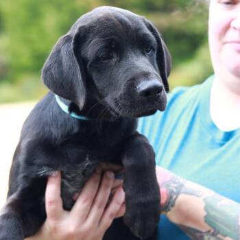 CT Ziggy -  Black Labrador Retriever and Mixed Breed Dog for Adoption in Eastford, Connecticut - CT Ziggy | PetCurious