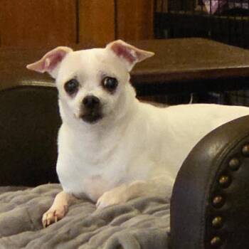 Bolt -  Chihuahua Dog for Adoption in Tunkhannock, Pennsylvania - Bolt | PetCurious